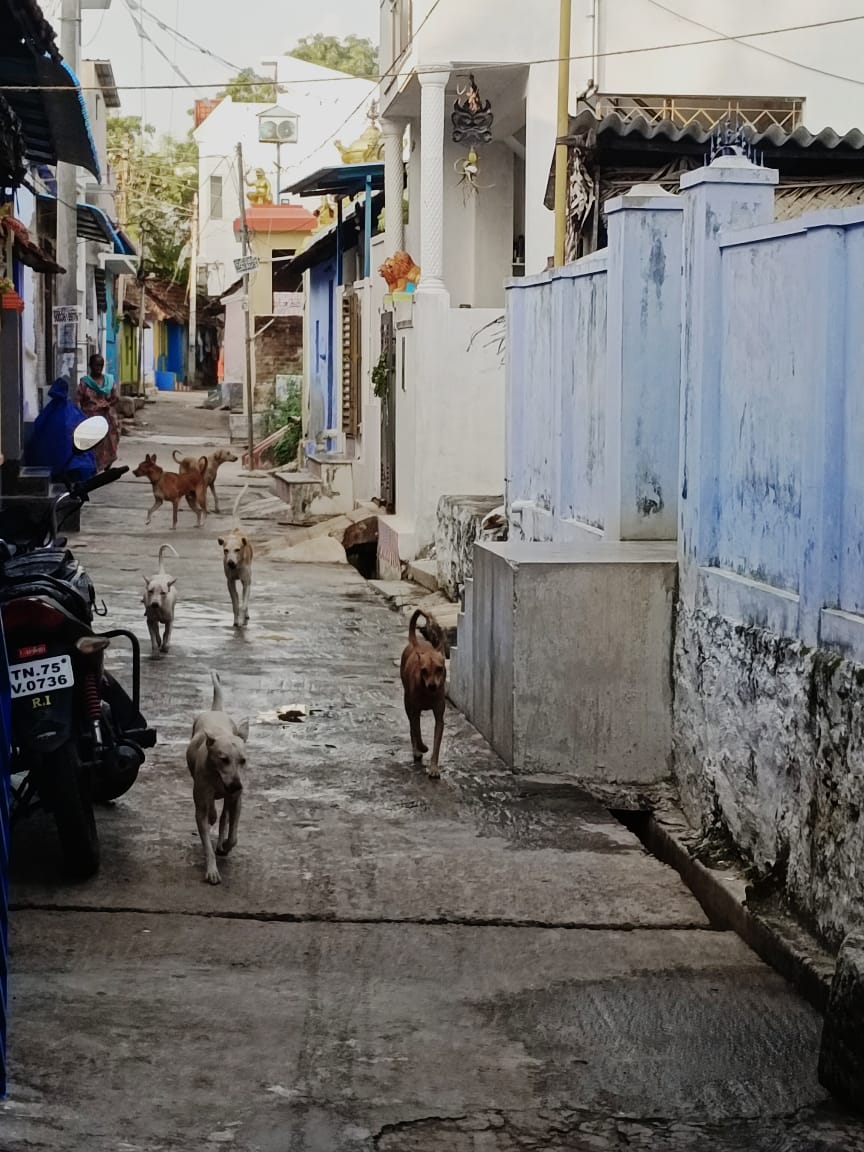 நாய்கள் தொல்லை