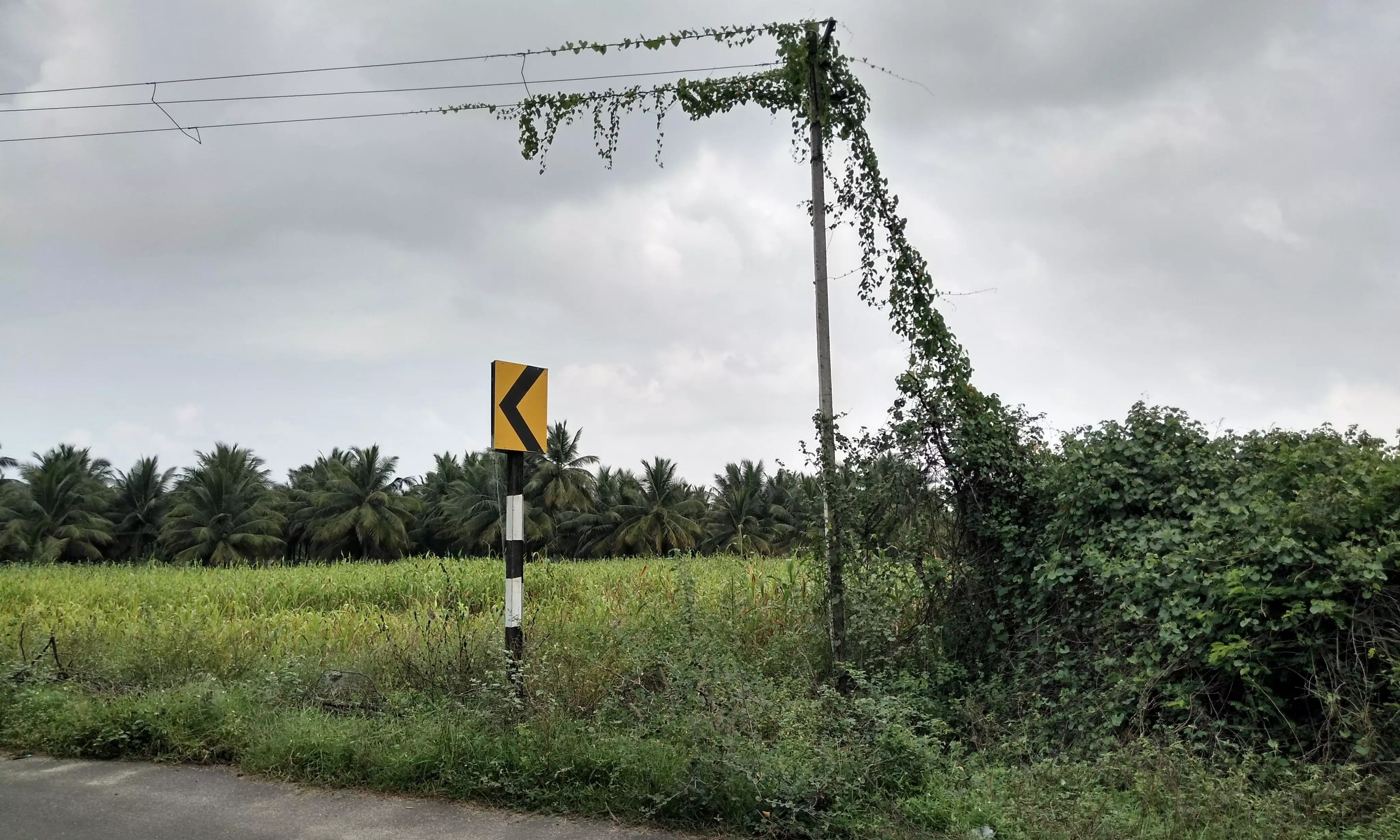 மின் கம்பத்தில் படர்ந்துள்ள கொடி