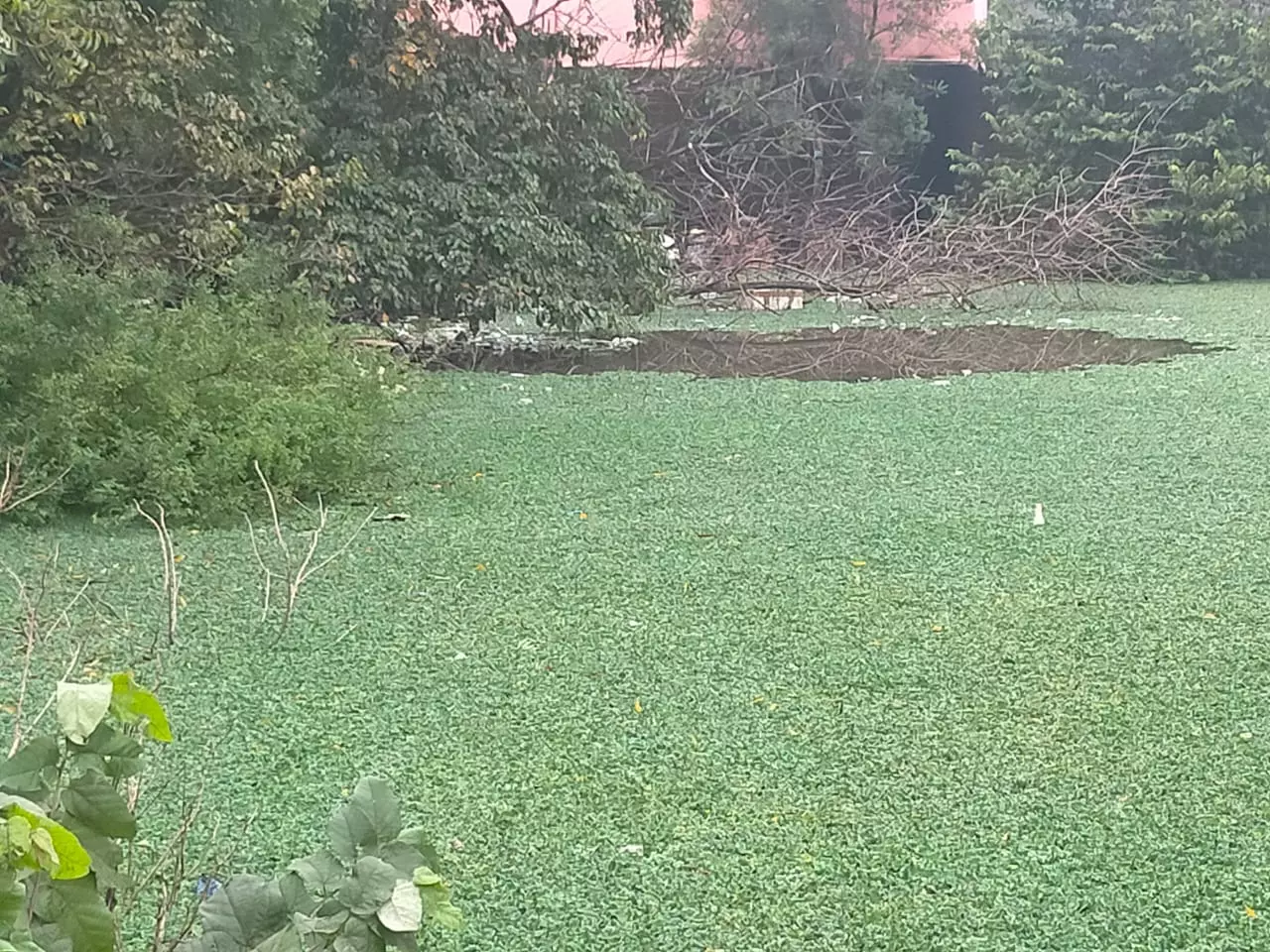 குளம் தூர்வாரப்படுமா ? குளம் தூர்வாரப்படுமா ?