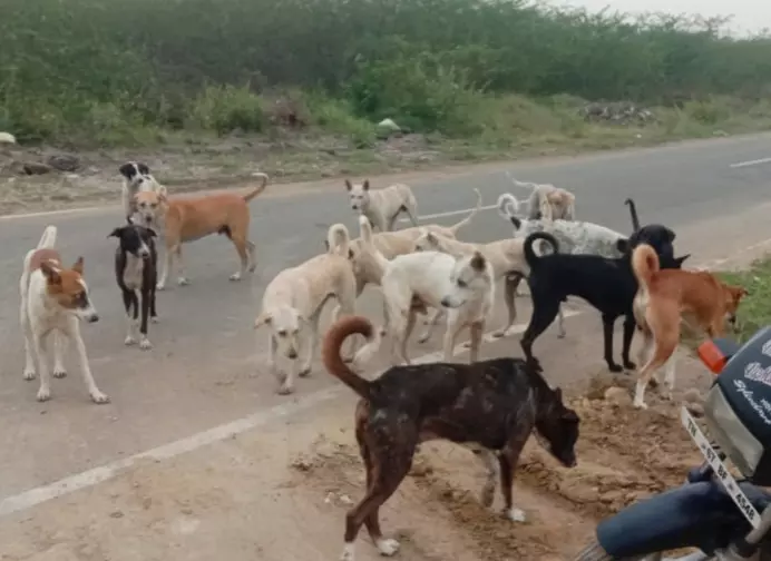 நாய்கள் தொல்லை நாய்கள் தொல்லை