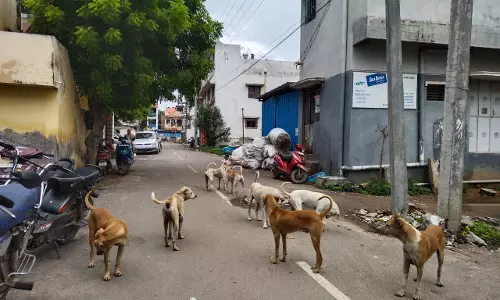 தெருநாய்கள் தொல்லை