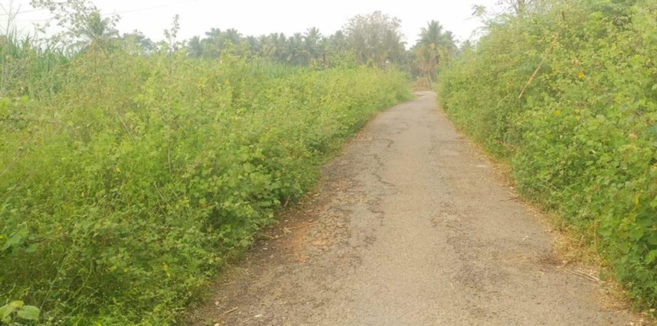 புதர்களை அகற்ற வேண்டும் புதர்களை அகற்ற வேண்டும்