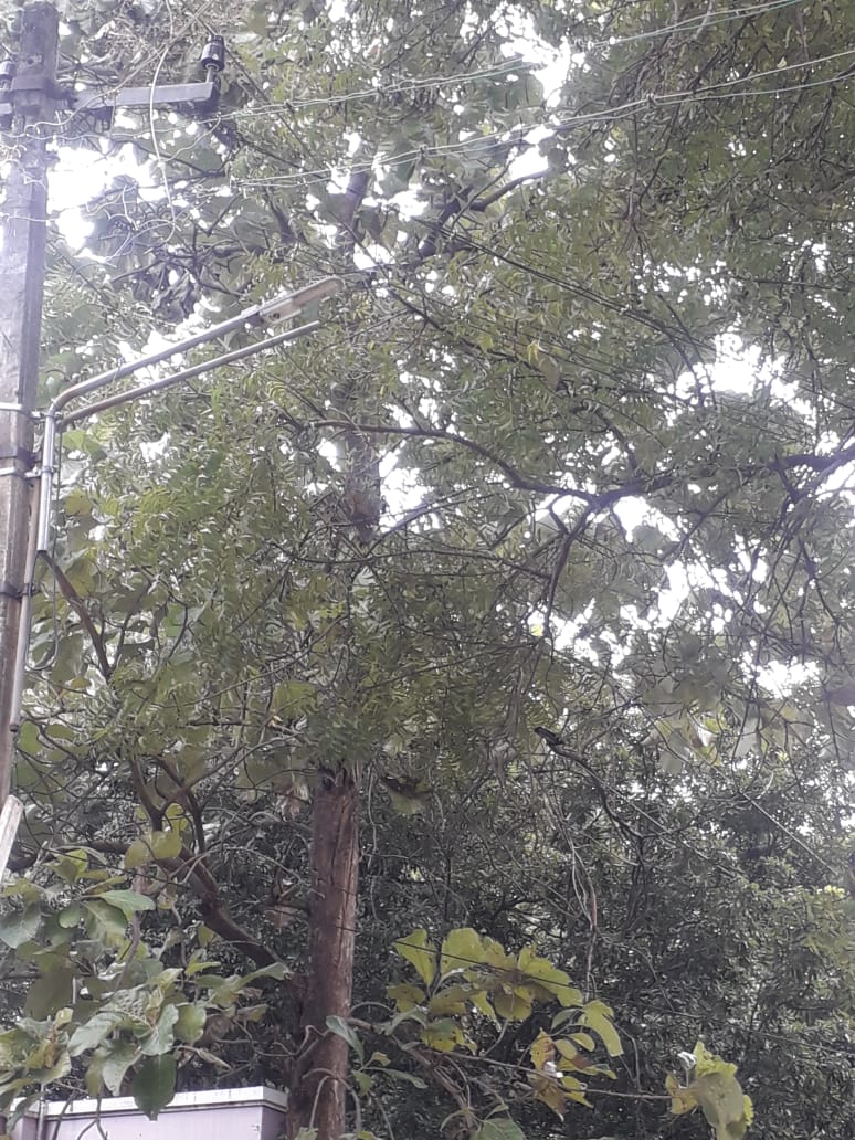 மின்கம்பத்தில் படர்ந்துள்ள மரக்கிளைகள்