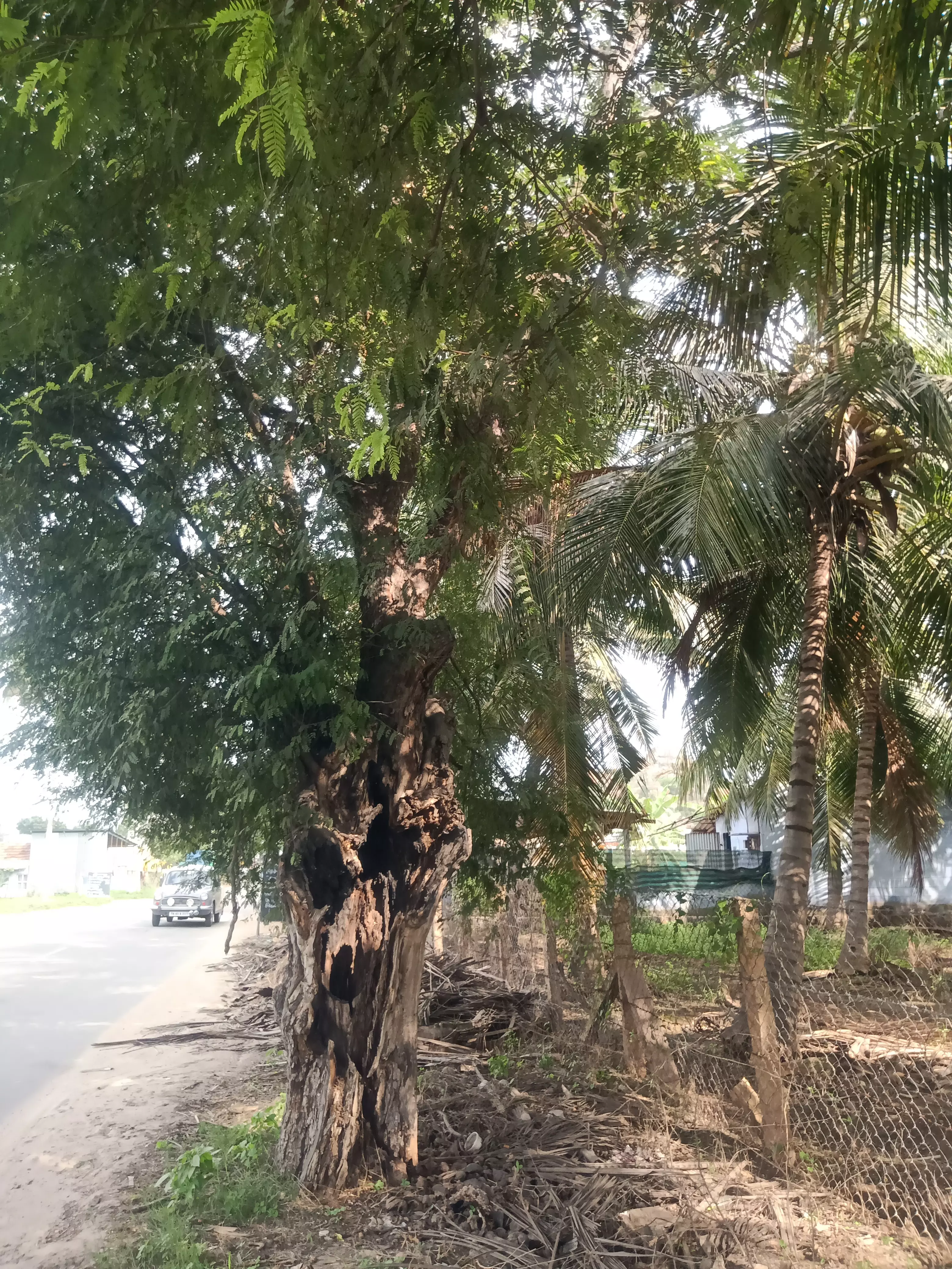 ஆபத்தான புளியமரம் ஆபத்தான புளியமரம்