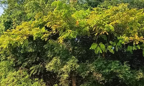 மின்விபத்து ஏற்படும் அபாயம்