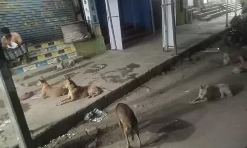 நாய்கள் தொல்லை