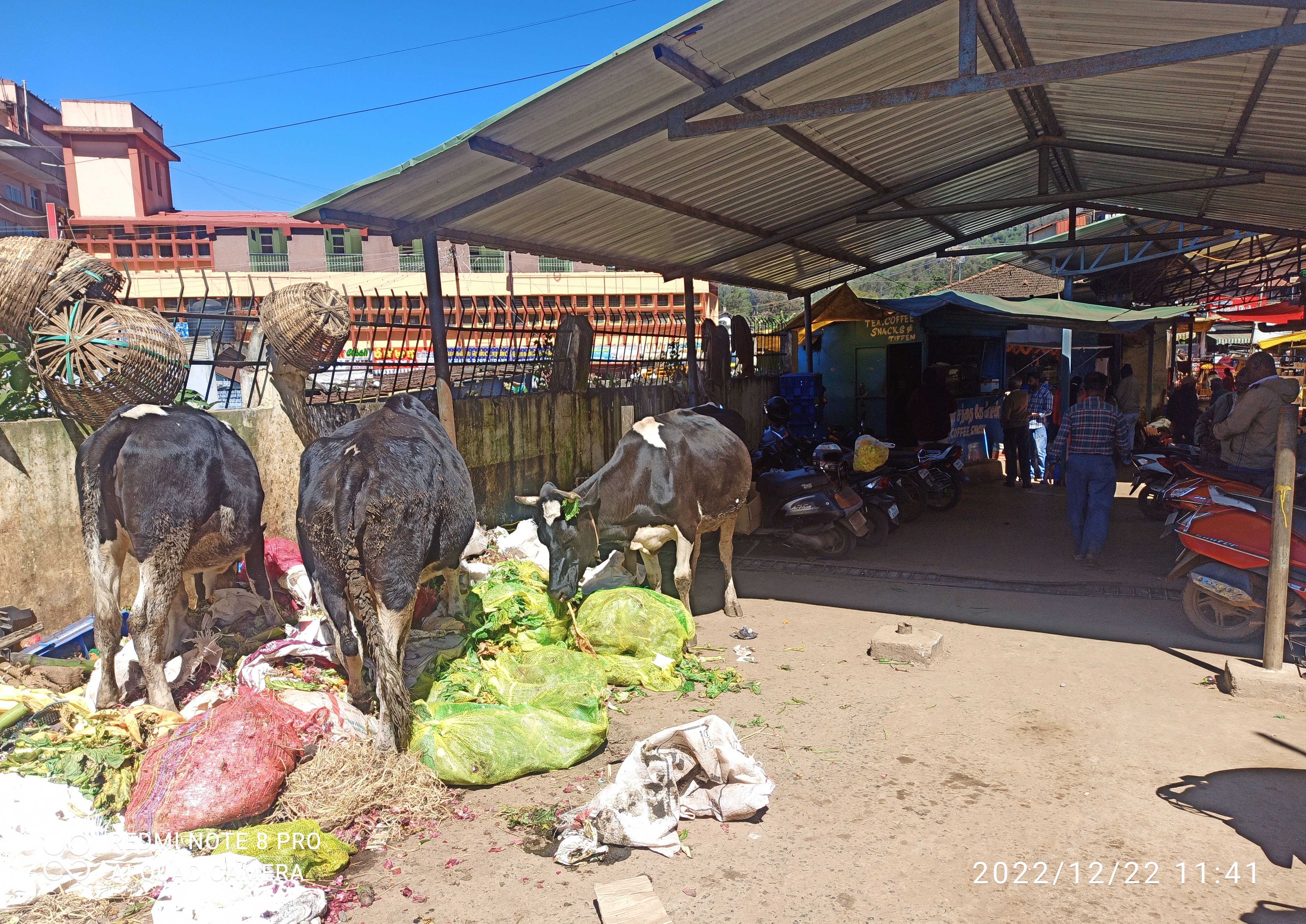 கால்நடைகளால் அவதி கால்நடைகளால் அவதி