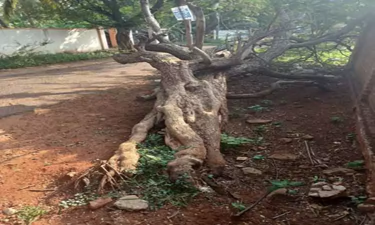 போக்குவரத்துக்கு இடையூறு