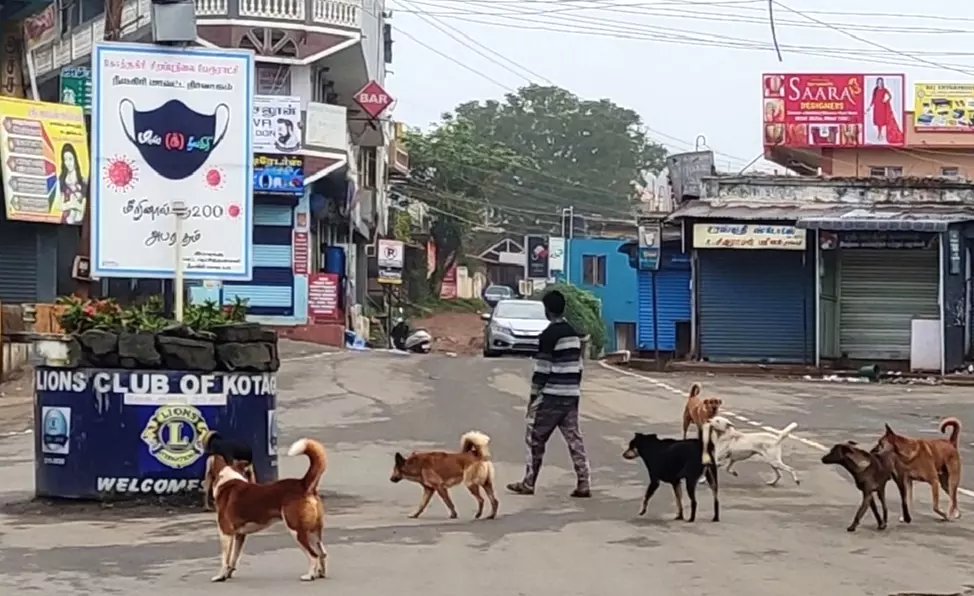 தெரு நாய்கள் தொல்லை