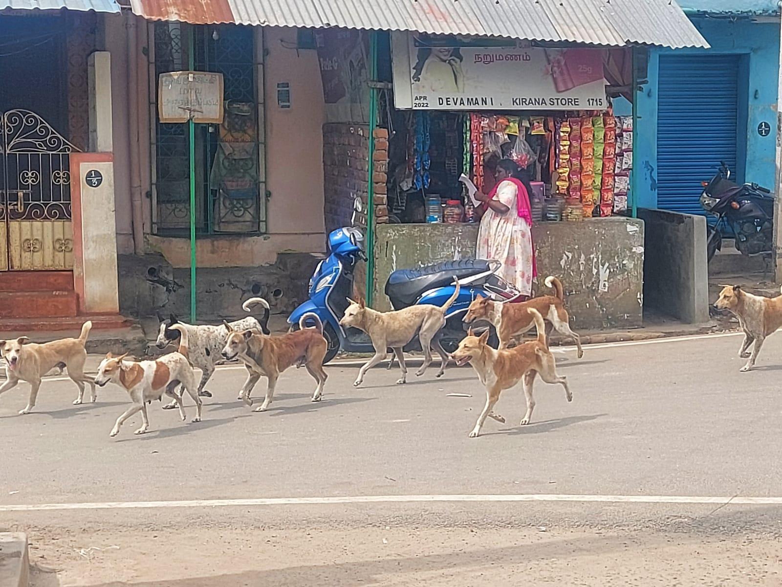 நாய்கள் தொல்லை நாய்கள் தொல்லை