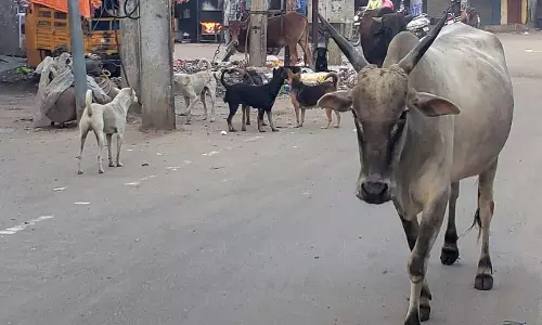 மாடுகள், நாய்கள் தொல்லை