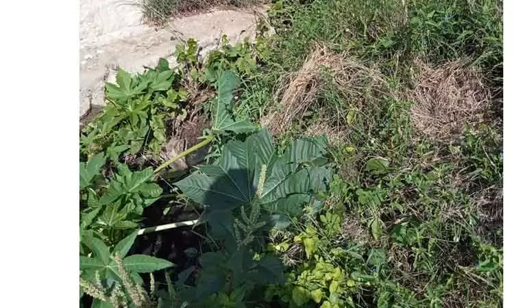 புதர்மண்டி கிடக்கும் கழிவுநீர் ஓடை