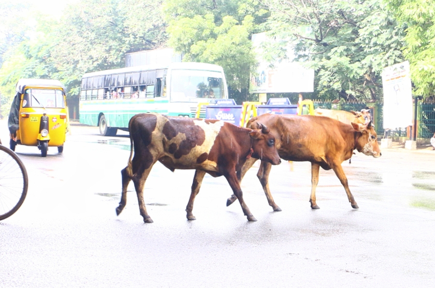 வாகன ஓட்டிகளுக்கு இடையூறு வாகன ஓட்டிகளுக்கு இடையூறு