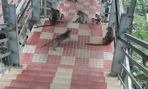 குரங்குகள் தொல்லை