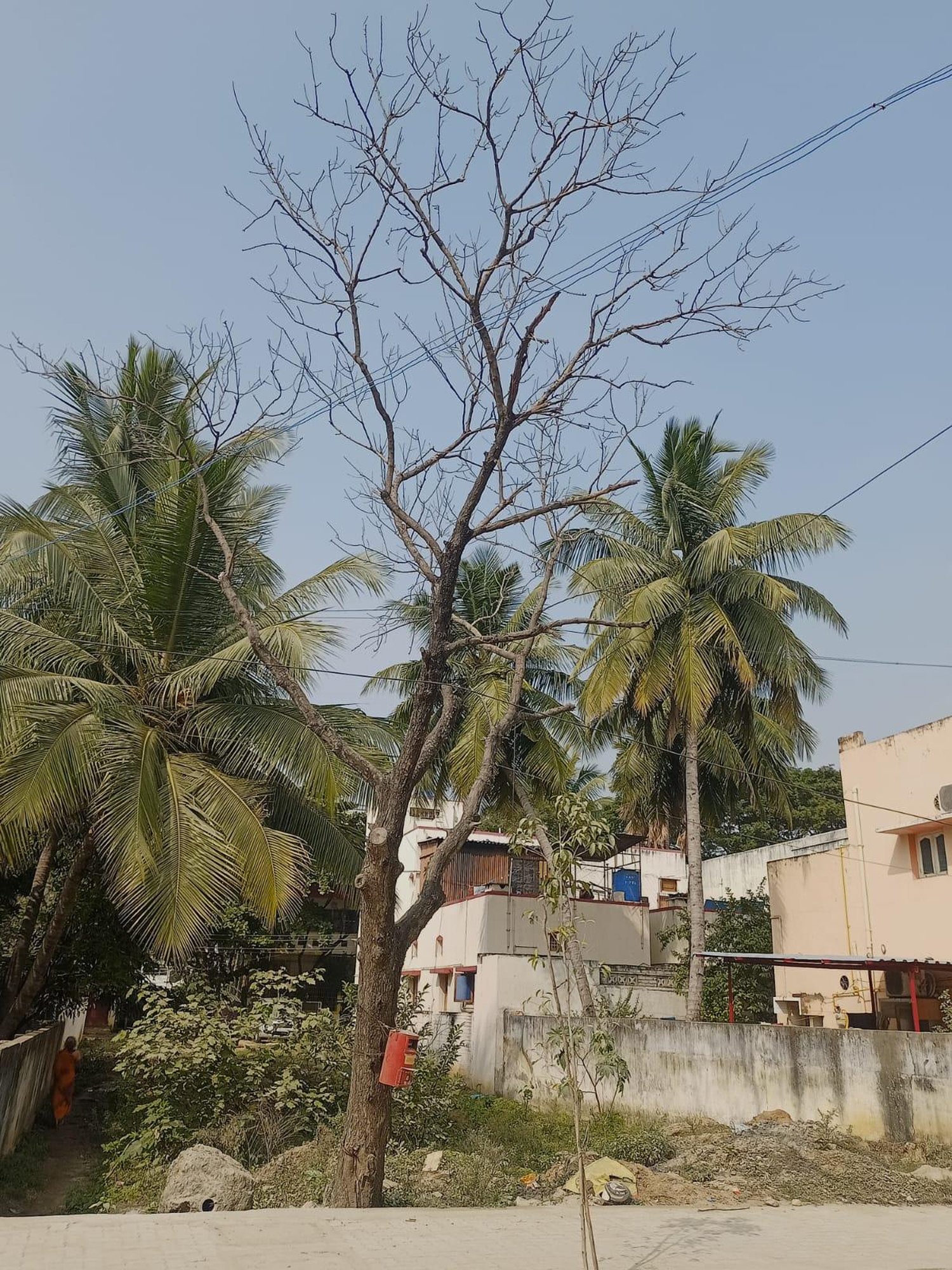 பட்டுப்போன மரத்தை அகற்றுவார்களா?