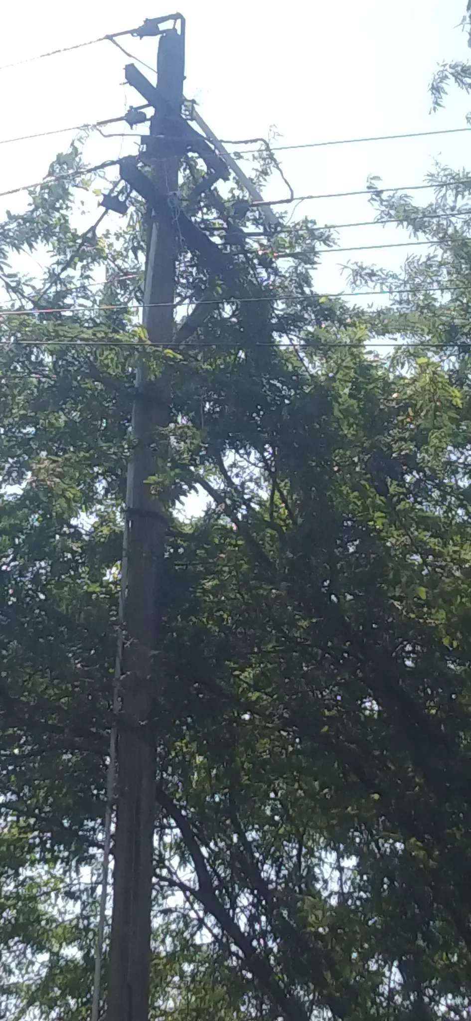 மின்கம்பத்தில் செடி