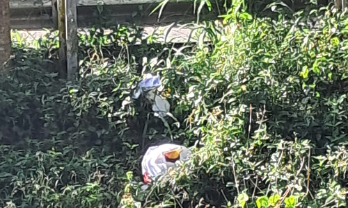 நோய் பரவும் அபாயம்