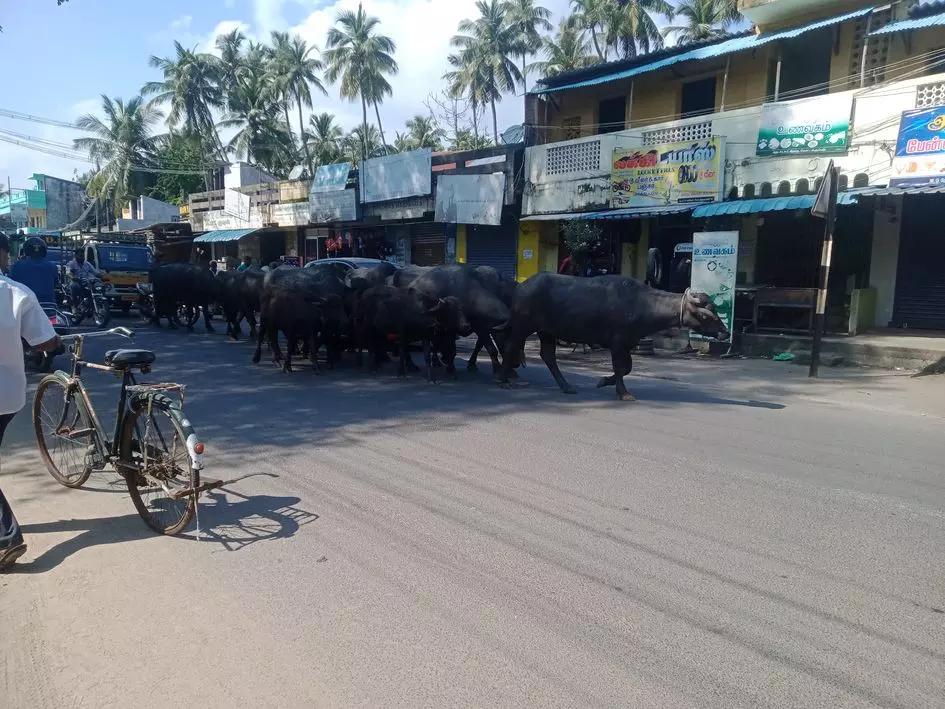 சாலையில் சுற்றித்திரியும் மாடுகள் சாலையில் சுற்றித்திரியும் மாடுகள்