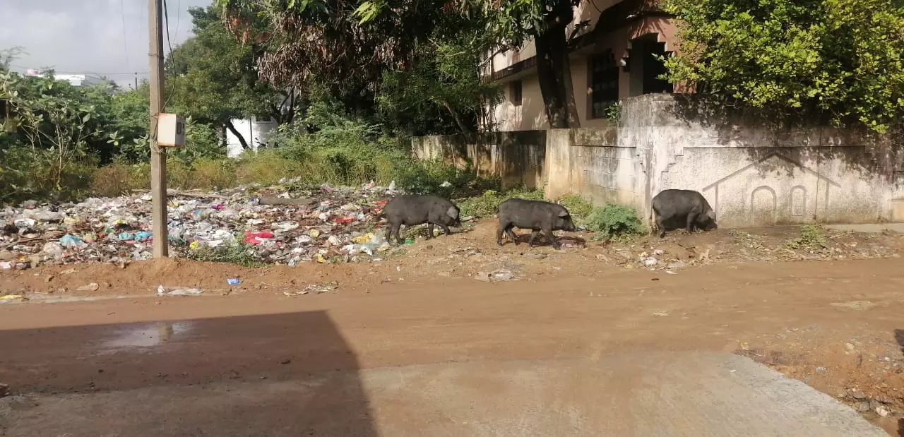 பன்றிகள் தொல்லை பன்றிகள் தொல்லை