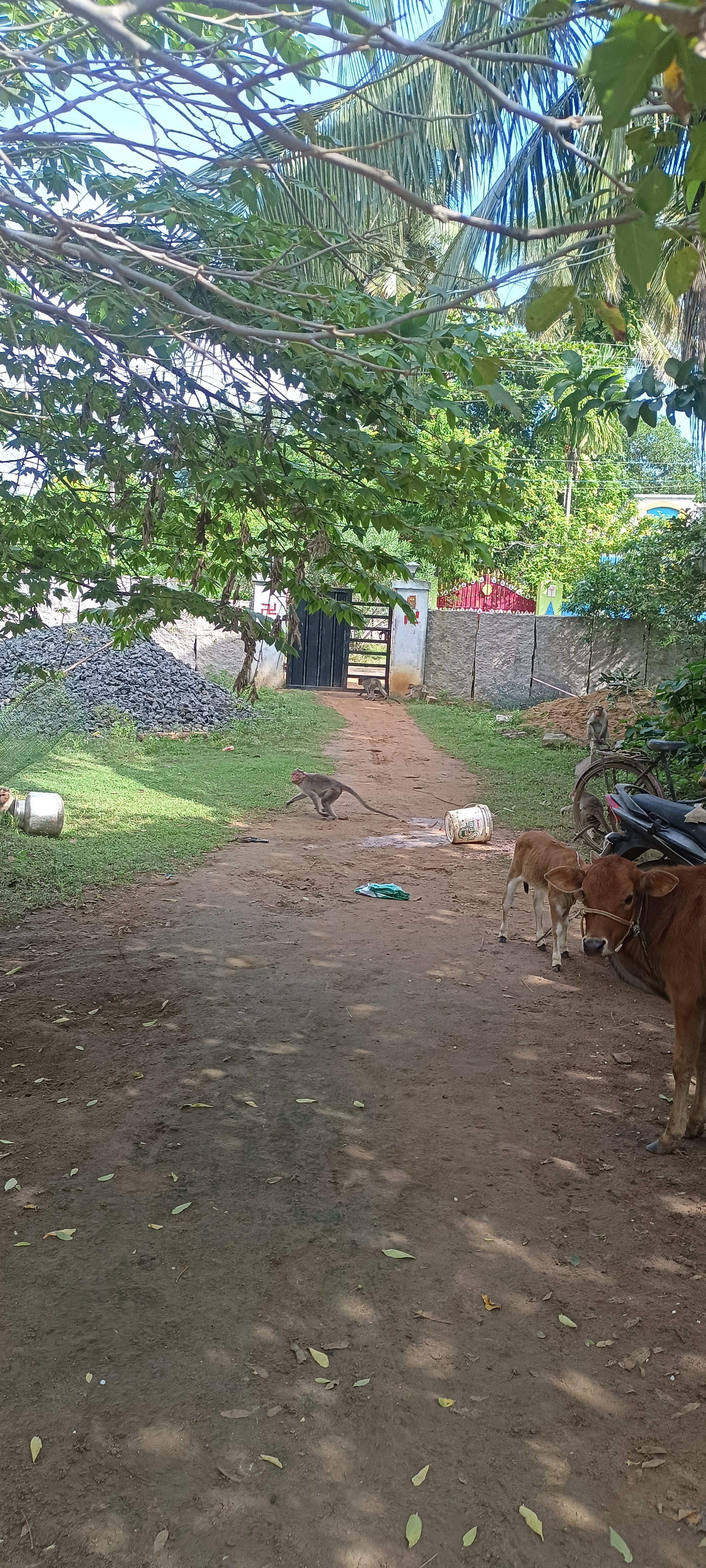 குரங்குகள் தொல்லை