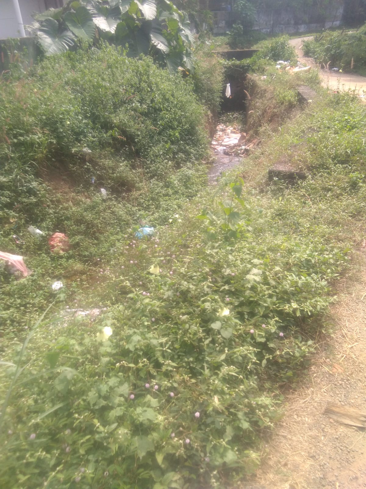 செடிகள் அகற்றப்படுமா?