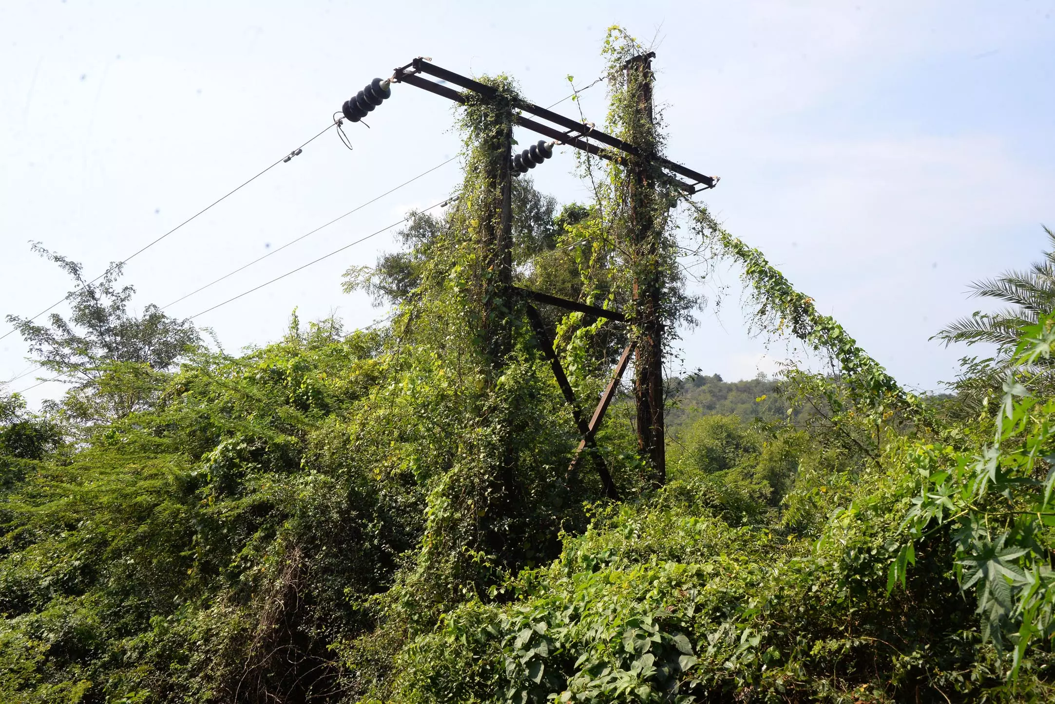 செடிகளுக்குள் சிக்கிய மின்கம்பம்