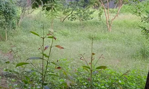 செடி கொடிகள் அகற்றப்படுமா? செடி கொடிகள் அகற்றப்படுமா?