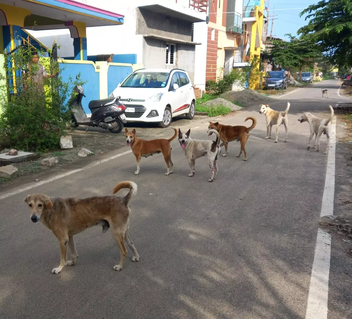 நாய்கள் தொல்லை