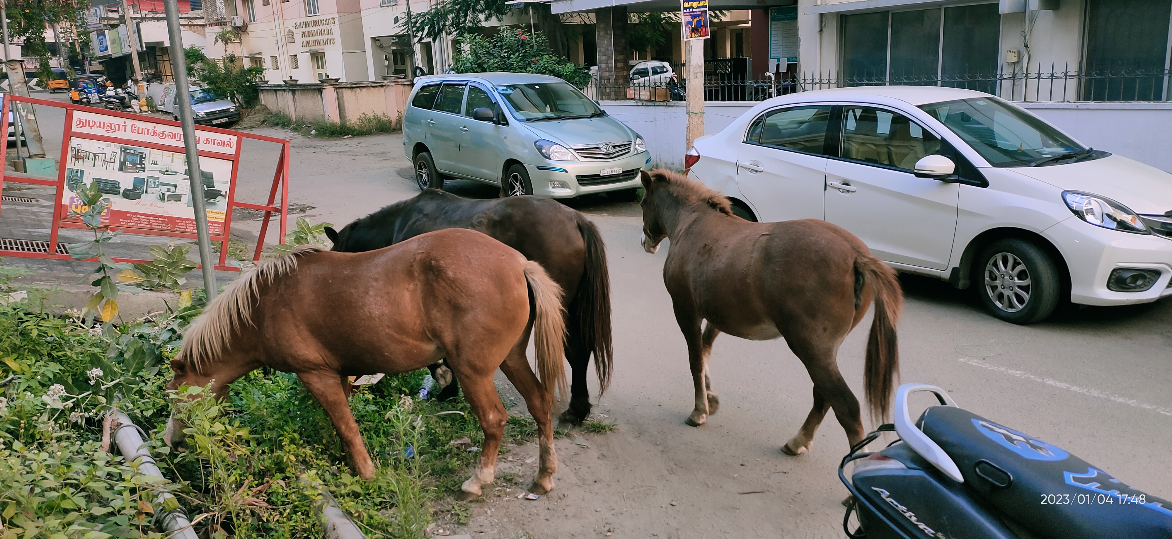 குதிரைகளால் விபத்து