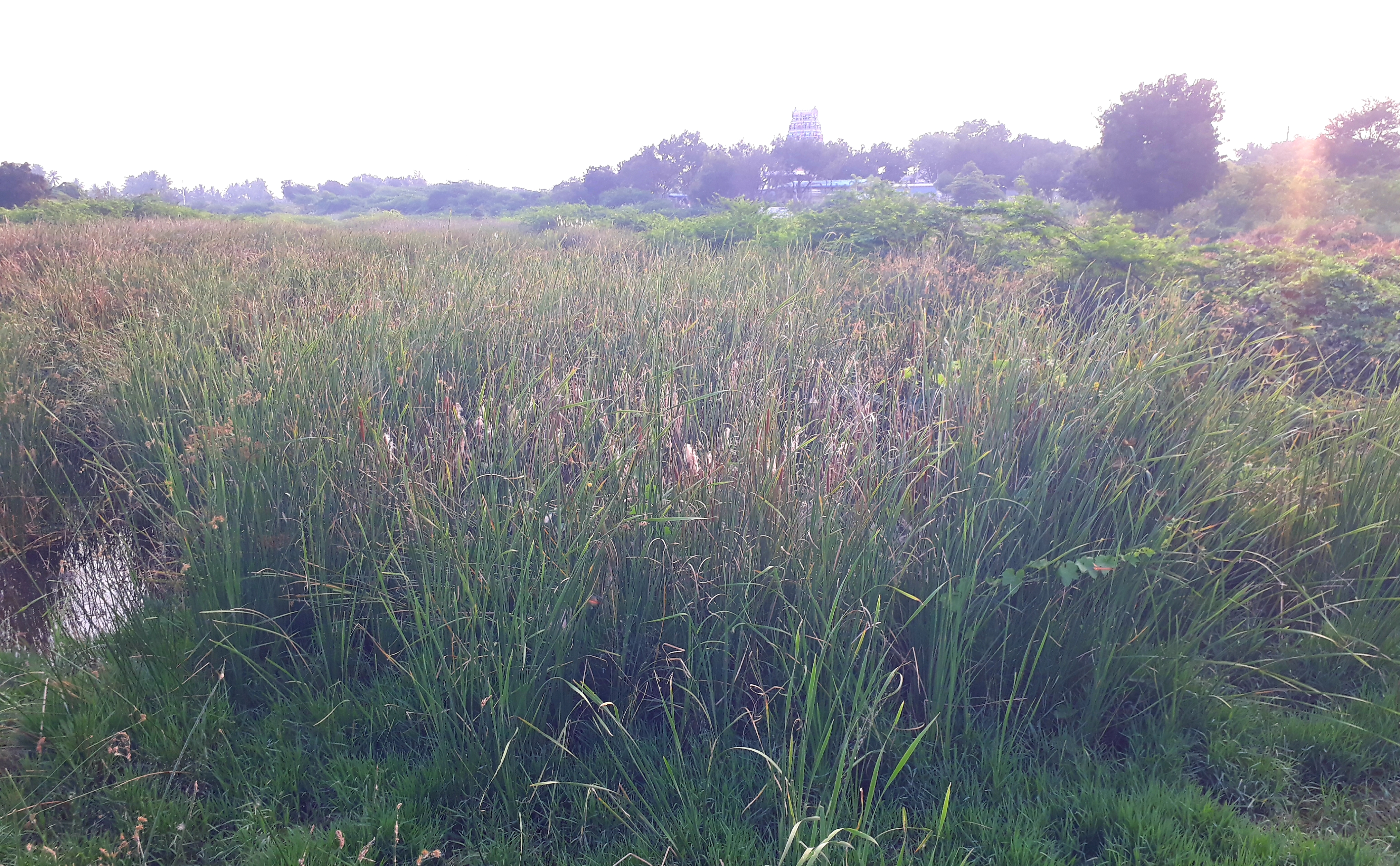 ஆற்றில் முளைத்த கோரை புற்கள்