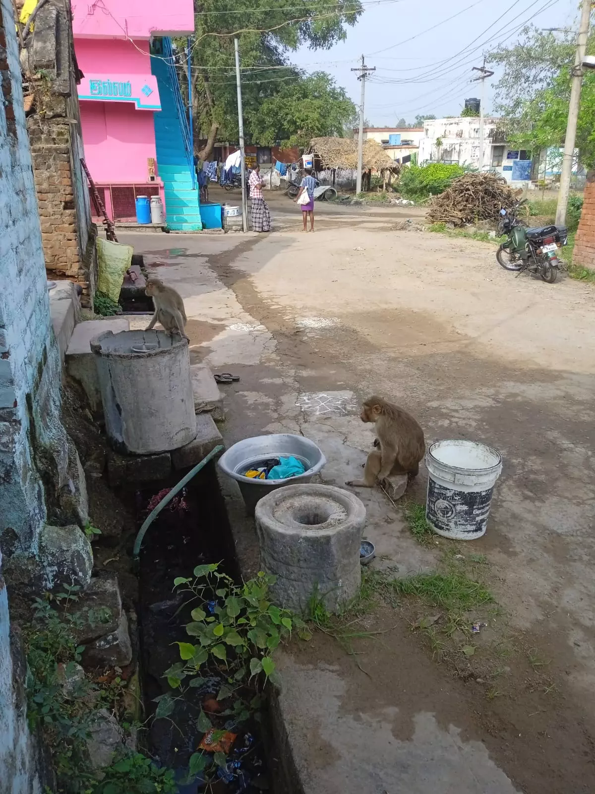 குரங்குகள் தொல்லை குரங்குகள் தொல்லை