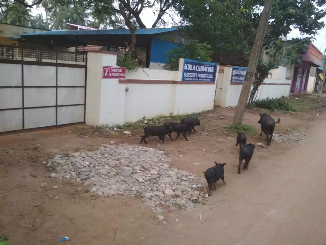 பன்றிகளால் சுகாதார சீர்கேடு