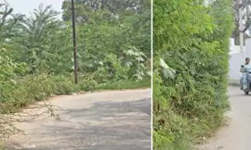 வாகன ஓட்டிகளை பதம் பார்க்கும் முட்செடிகள் வாகன ஓட்டிகளை பதம் பார்க்கும் முட்செடிகள்
