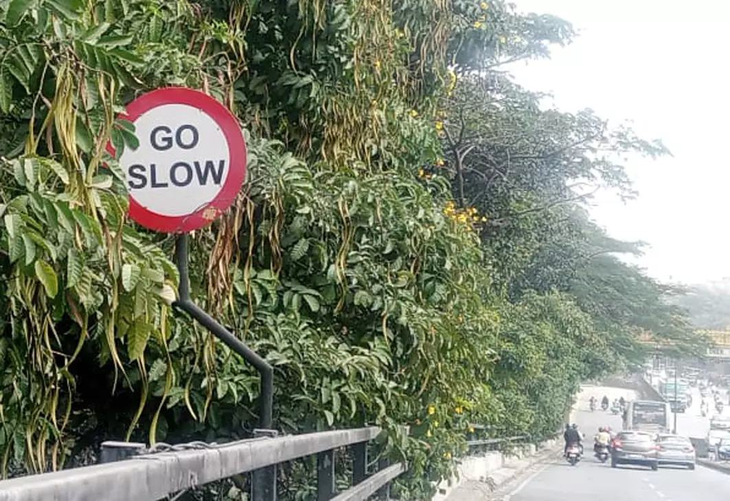 பலகையை மறைத்து இருக்கும் மரக்கிளை