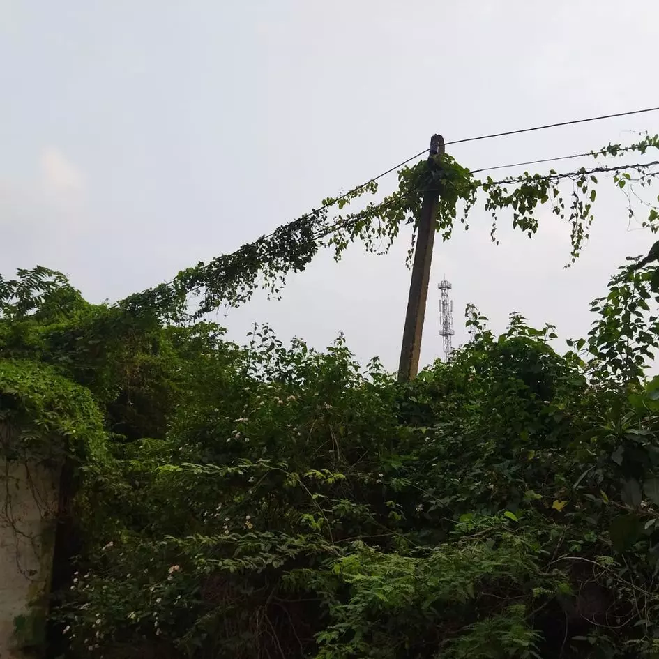 மின்கம்பி மீது படர்ந்துள்ள செடிகள் மின்கம்பி மீது படர்ந்துள்ள செடிகள்