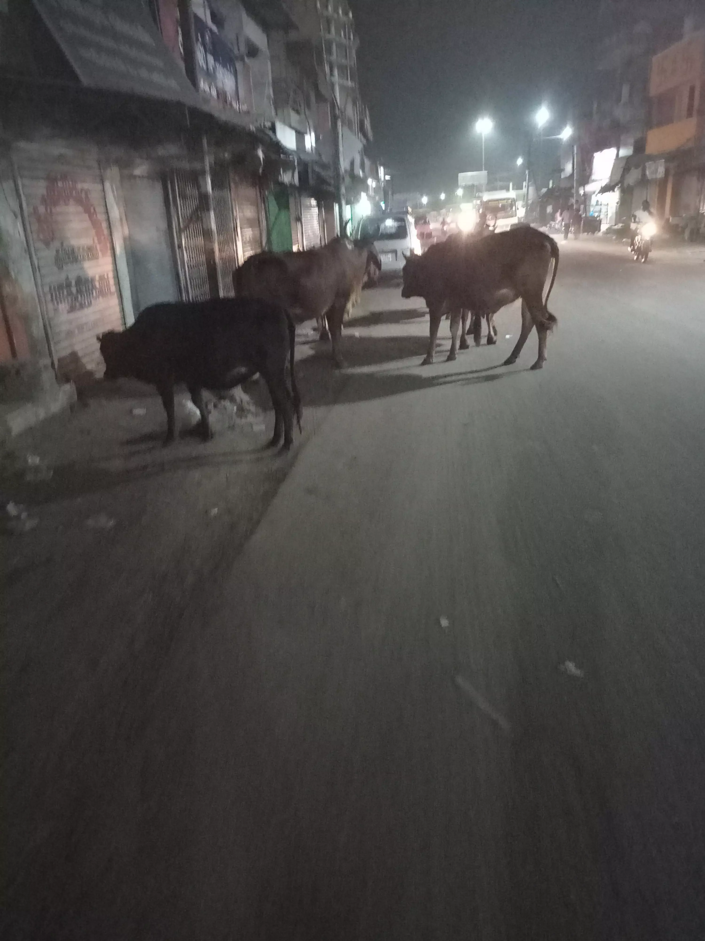 மாடுகளால் போக்குவரத்துக்கு இடையூறு மாடுகளால் போக்குவரத்துக்கு இடையூறு