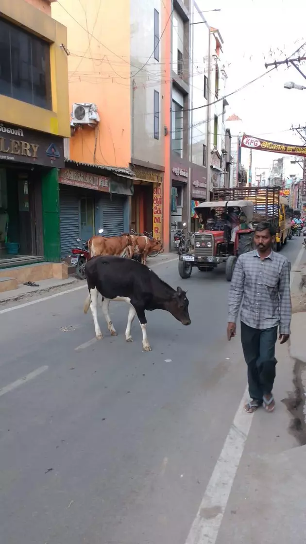 மாடுகள் தொல்லை மாடுகள் தொல்லை