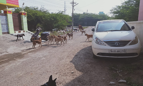 நாய்கள் தொல்லை நாய்கள் தொல்லை