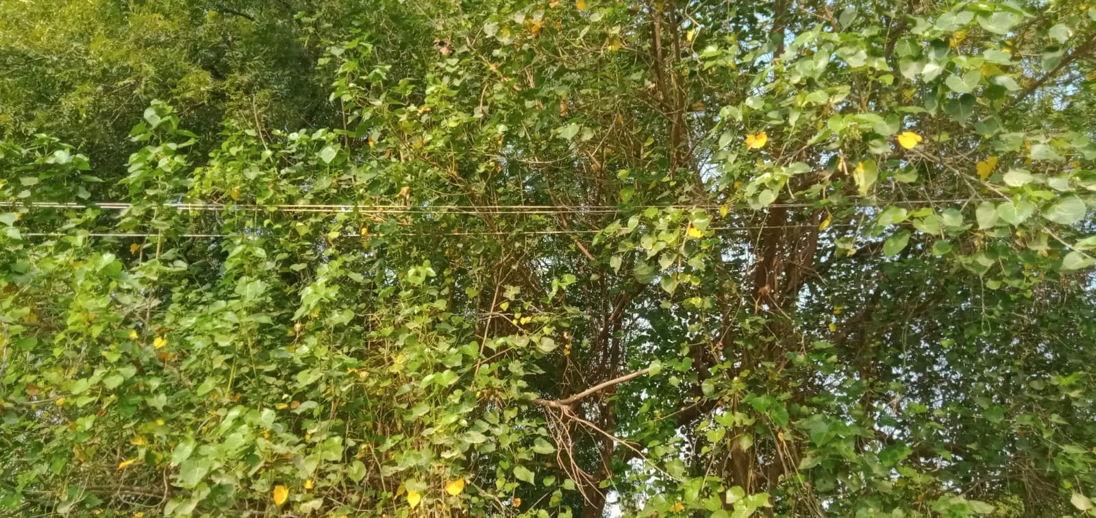 அடிக்கடி மின்தடை