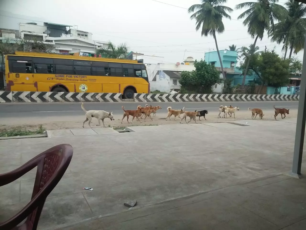 தெருநாய்கள் தொல்லை தெருநாய்கள் தொல்லை