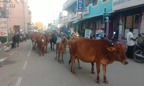 மாடுகள் தொல்லை