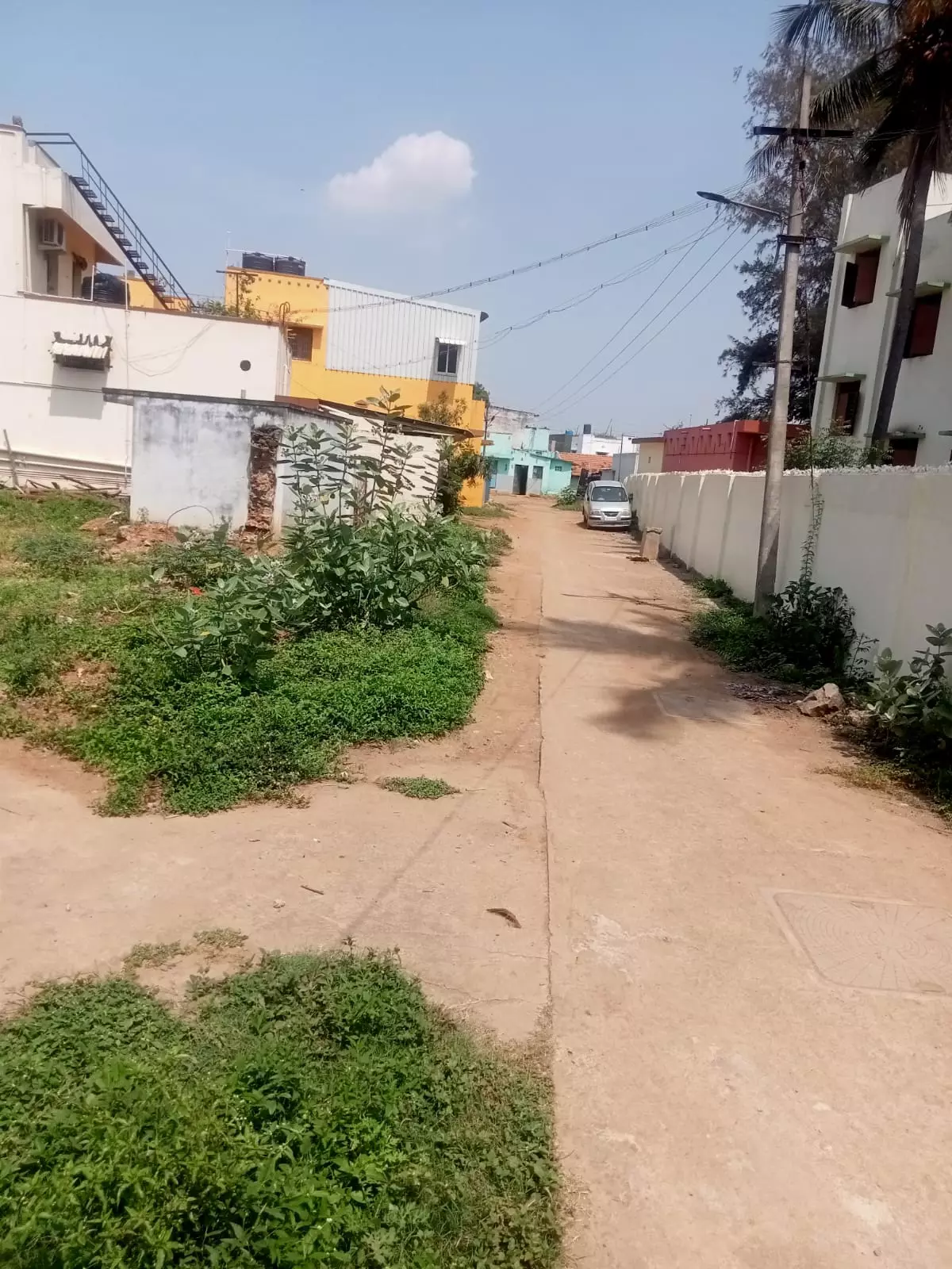 புதர் செடிகள் அகற்றப்படுமா? புதர் செடிகள் அகற்றப்படுமா?