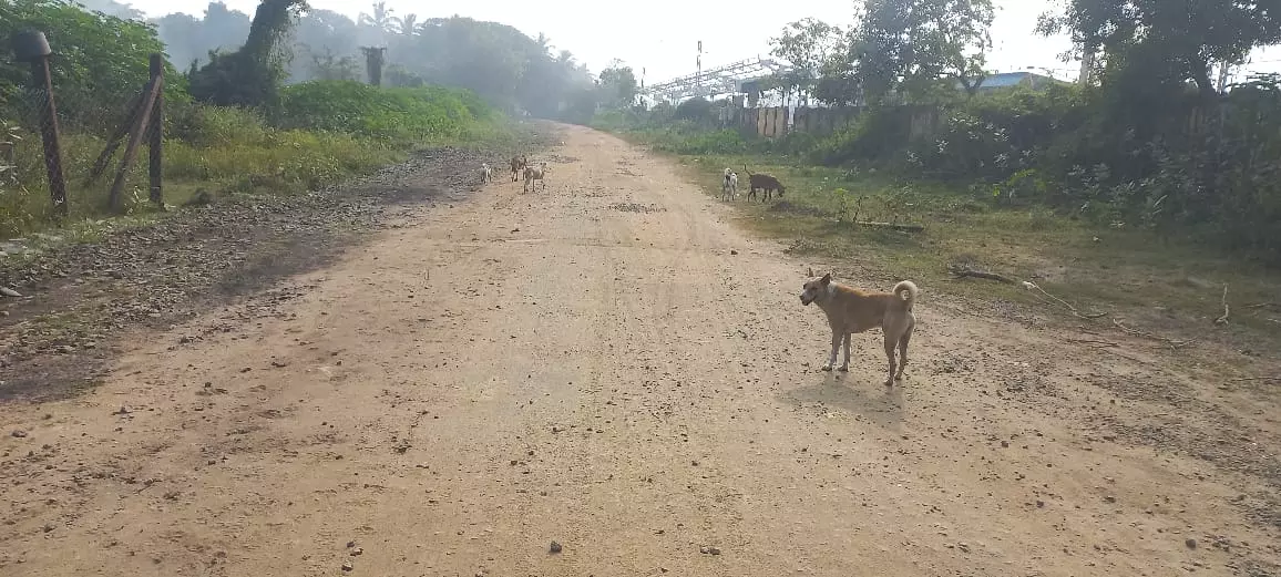 நாய்கள் தொல்லை நாய்கள் தொல்லை