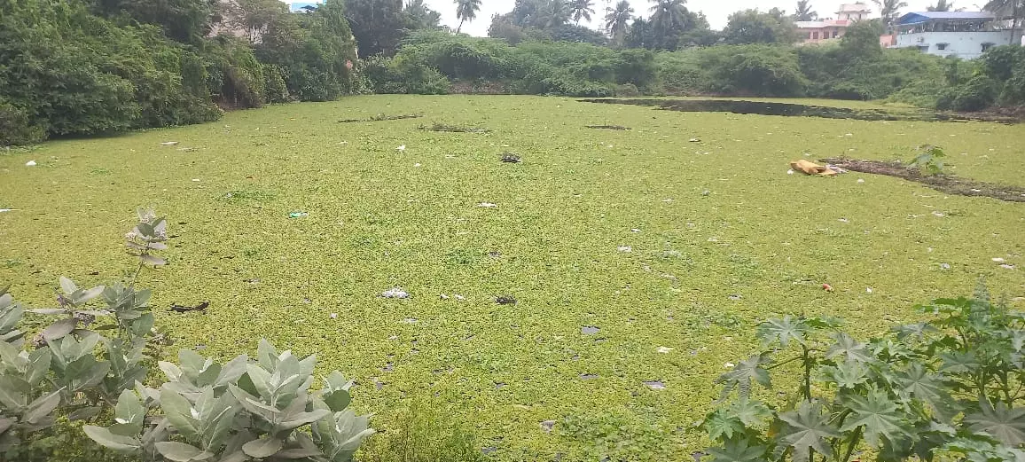 குளத்தை தூர்வார வேண்டும்