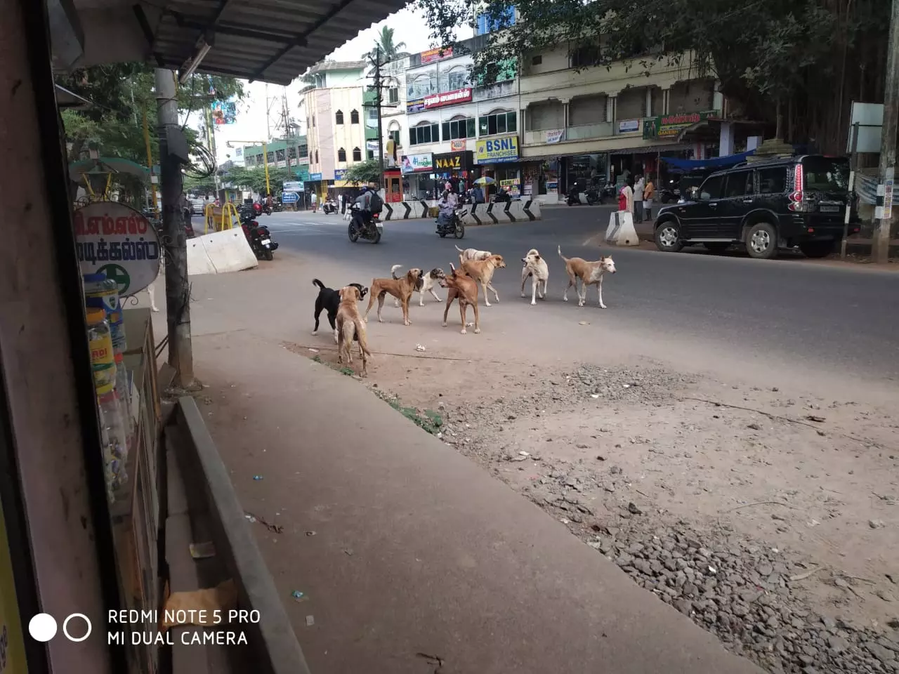 நாய்கள் தொல்லை