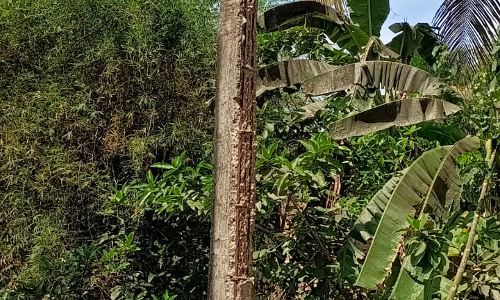 புதிய மின்கம்பம் தேவை