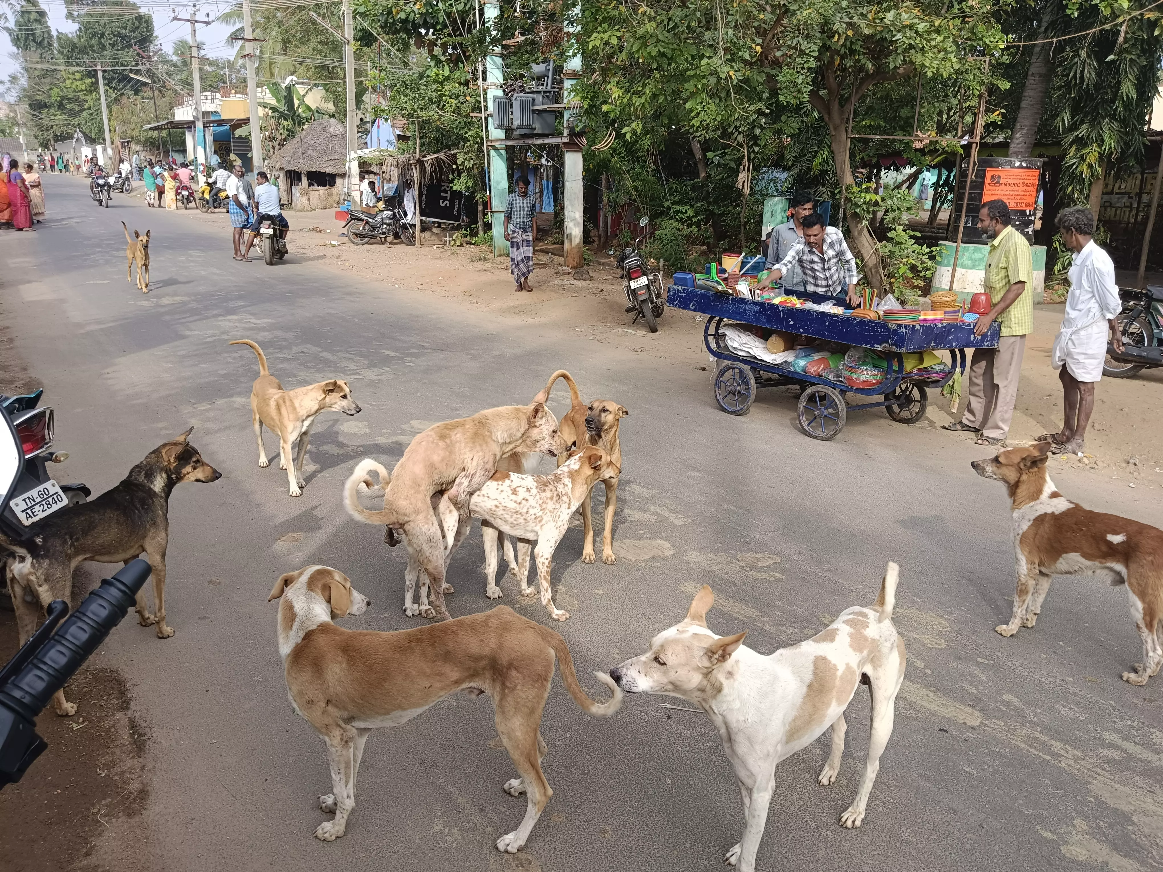 தெருநாய்கள் தொல்லை அதிகரிப்பு