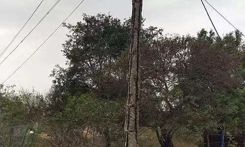 எலும்பு கூடான மின்கம்பங்கள் எலும்பு கூடான மின்கம்பங்கள்