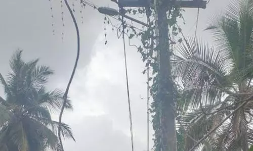 மின் கம்பத்தில் செடி, கொடிகள்