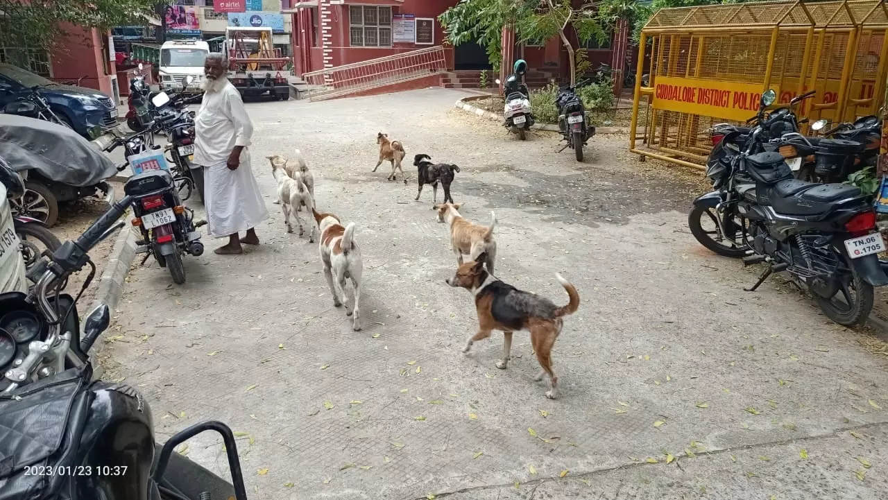 தெருநாய்கள் தொல்லை